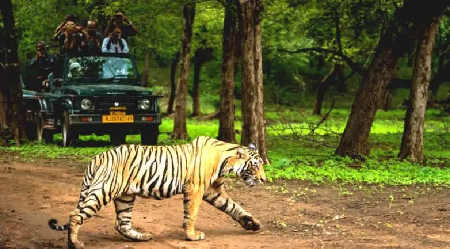 Temple with Tiger Safari Tour India