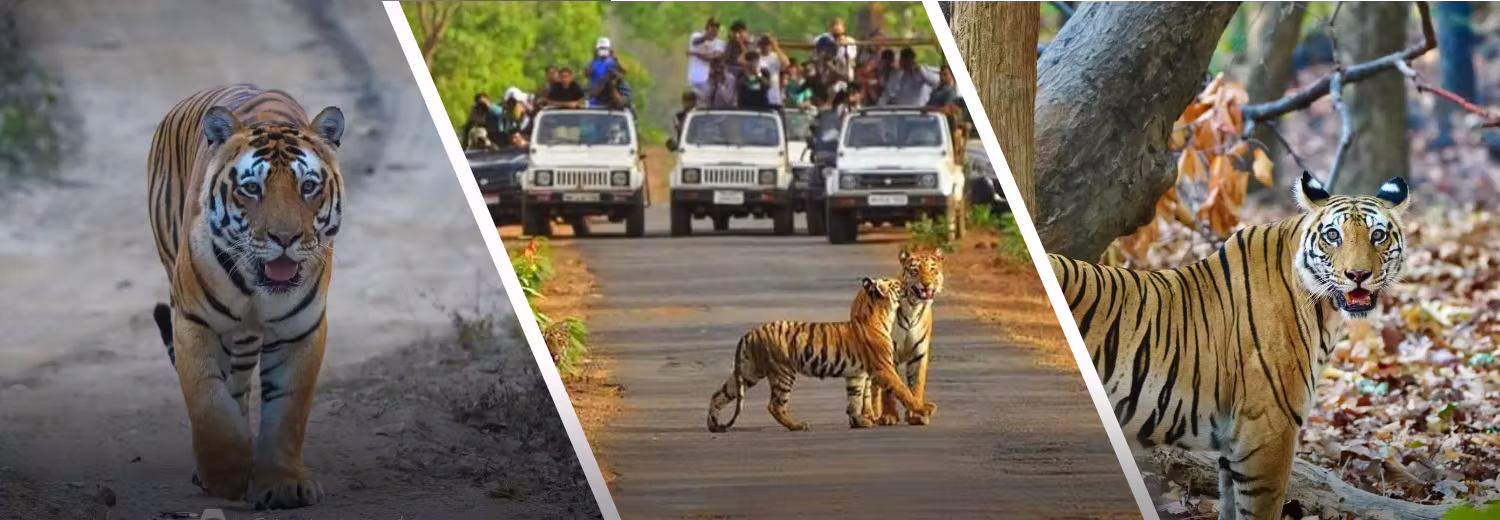 Sariska Tiger Reserve Tour